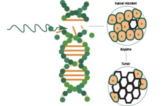 İyonizer Radyasyon Sebebiyle Mutasyona Uğramış Bir Hücreden Kanser Oluşumu