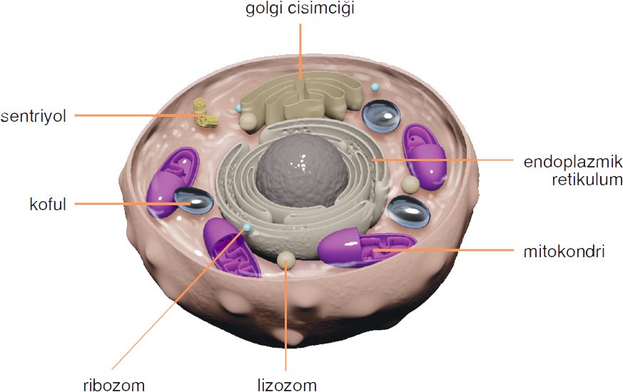 Hayvan Hücresinin Görünümü